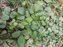 Potentilla indica