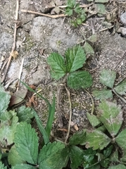 Potentilla indica