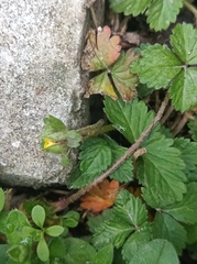 Potentilla indica