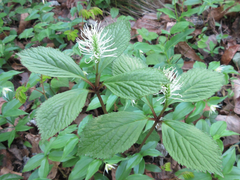 Chloranthus fortunei