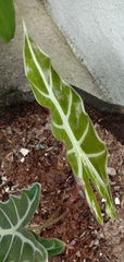 Caladium lindenii