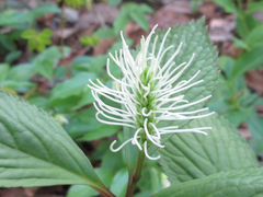 Chloranthus fortunei