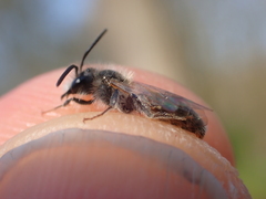 Andrena ventralis