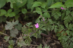Geranium robertianum
