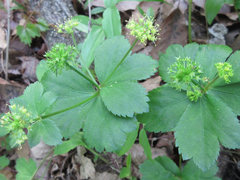 Sanicula tuberculata
