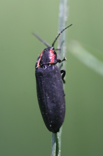 iNaturalist observation photo of Rover Fireflies