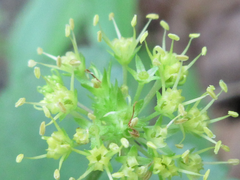 Sanicula tuberculata