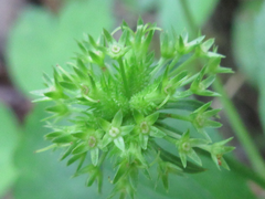 Sanicula tuberculata