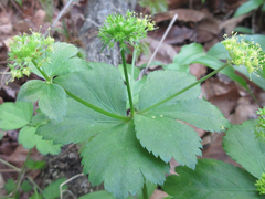 Sanicula tuberculata