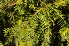 Taxus baccata