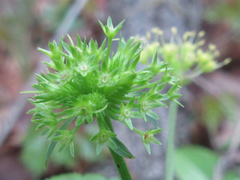 Sanicula tuberculata