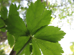 Sanicula tuberculata
