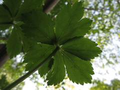 Sanicula tuberculata