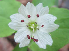 Pseudostellaria heterophylla