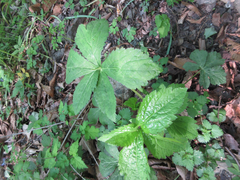 Sanicula chinensis