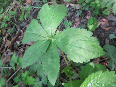 Sanicula chinensis