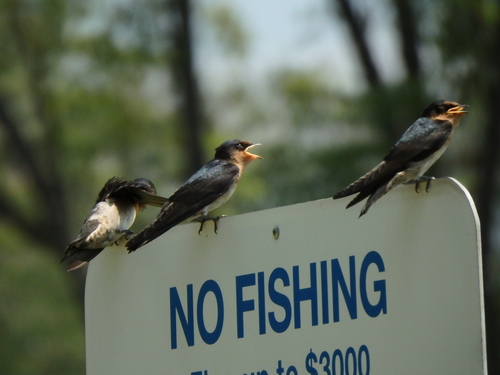 Hirondelle de Java (Hirundo javanica)