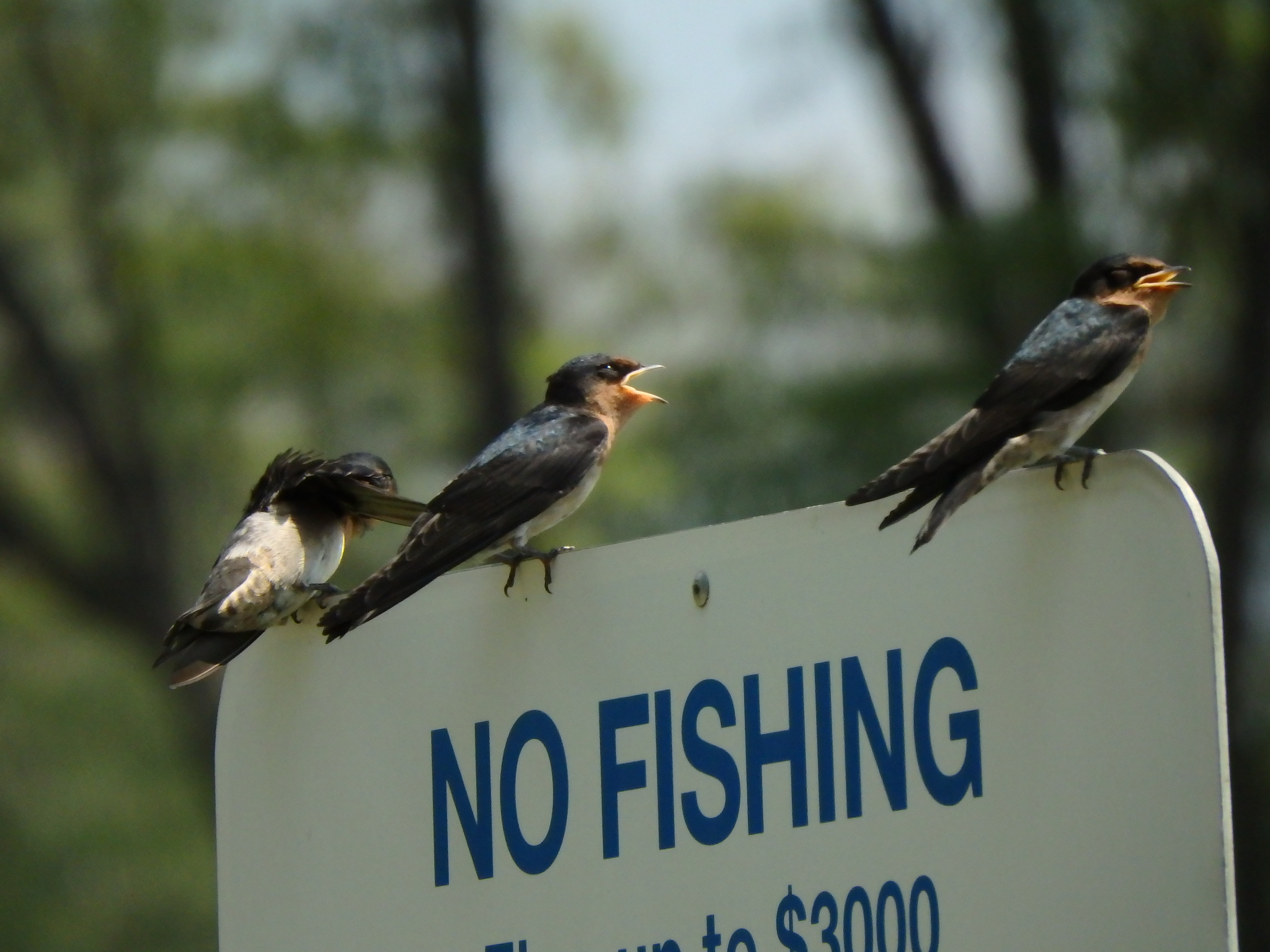 Pacific Swallow (Hirundo javanica)