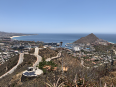 Agave aurea capensis