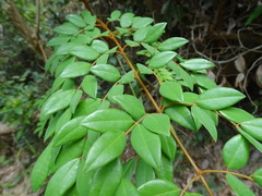 Caesalpinia vernalis