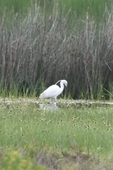 Egretta garzetta