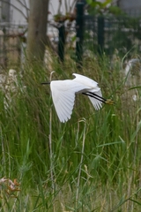 Egretta garzetta