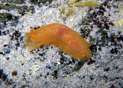 Dendrodoris maugeana
