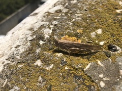 Sphingonotus