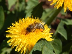 Apis mellifera