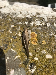 Sphingonotus