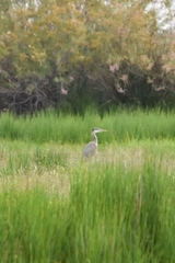 Ardea cinerea