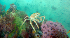 Leptomithrax gaimardii