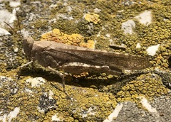 Sphingonotus
