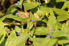 Bombus pascuorum