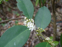 Ilex memecylifolia