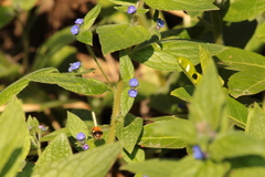 Bombus pascuorum