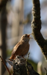 Troglodytes troglodytes