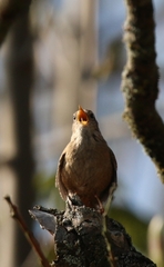Troglodytes troglodytes