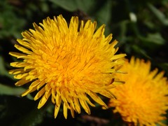 Taraxacum officinale