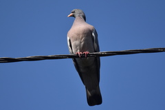 Columba palumbus