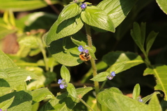 Bombus pascuorum