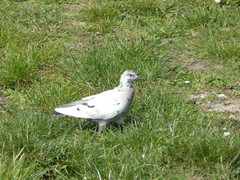 Columba livia domestica