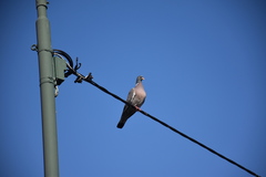 Columba palumbus