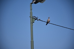 Columba palumbus