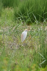 Bubulcus ibis