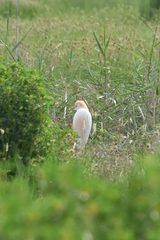 Bubulcus ibis
