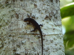 Eutropis rugifera
