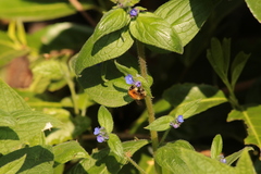 Pentaglottis sempervirens