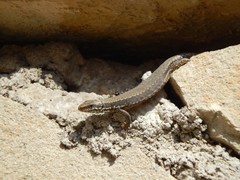 Podarcis muralis