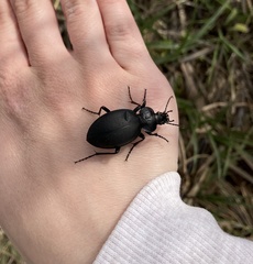 Carabus graecus
